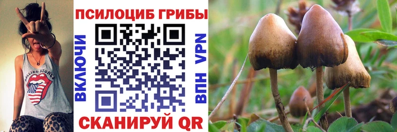 Купить где  Городовиковск  Псилоцибиновые грибы Cubensis 